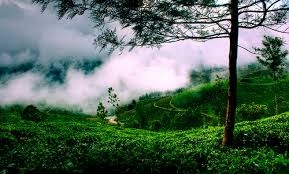 https://d3r8gwkgo0io6y.cloudfront.net/upload/munnar 3.jpg